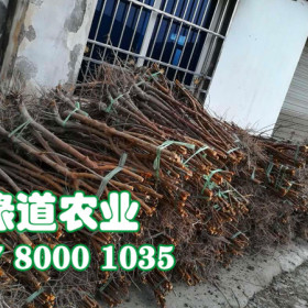 怒江二年凤凰李苗产地_早熟凤凰李苗种植好活