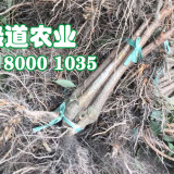 黃岡鳳凰李苗批發(fā)價(jià)格_早熟鳳凰李苗品種繁多