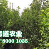 泸州优质五月脆李苗种植时间-早熟五月脆李苗今年