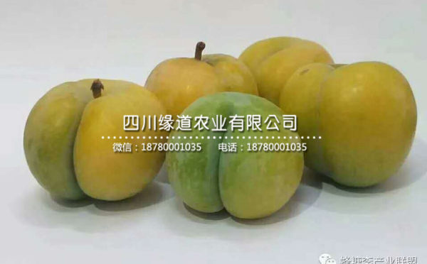 青脆李子苗