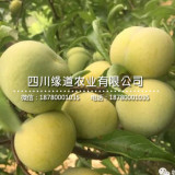 茂縣晚熟青脆李苗——茂縣青脆李子苗哪里買