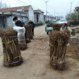 甜山楂苗 基地甜紅子山楂苗價格多少錢一棵