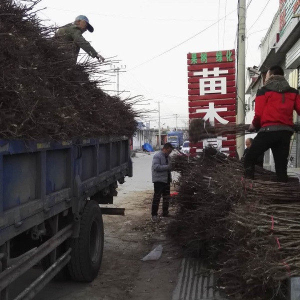 山楂苗