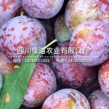 貴州脆紅李子苗，貴州脆紅李子苗價(jià)格批發(fā)