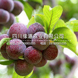 貴州脆紅李苗-脆紅李子樹苗批發(fā)-脆紅李子苗畝產(chǎn)量