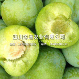 乐山脆红李子苗，乐山脆红李子苗种植基地