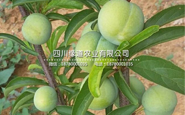 蜂糖李樹苗