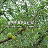 蜂糖李苗-蜂糖李樹苗-早熟蜂糖李苗批發(fā)