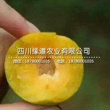 蜂糖李苗一株多少錢，蜂糖李苗價(jià)格