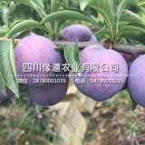 黔南2公分鳳凰李苗生產(chǎn)基地_鳳凰李子樹苗果實大肉厚