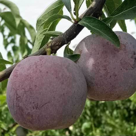 貴州鳳凰李子樹苗，貴州鳳凰李子樹苗怎么培育