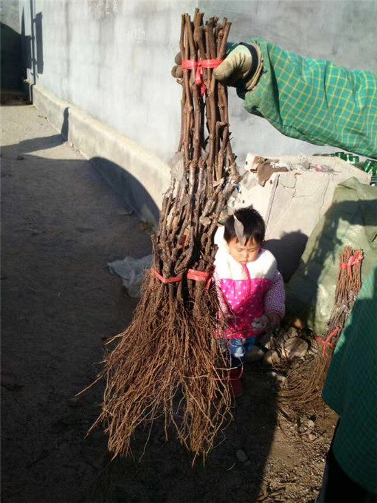 甜蜜藍(lán)寶石葡萄苗