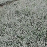 花葉燕麥種植基地   花葉燕麥批發(fā)價格