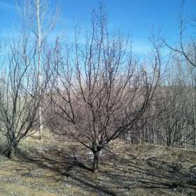 精品果树苗枣树苗 朝阳大枣苗苹果树苗大量出售