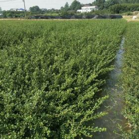 龜甲冬青基地，龜甲冬青批發(fā)龜甲冬青種植出售