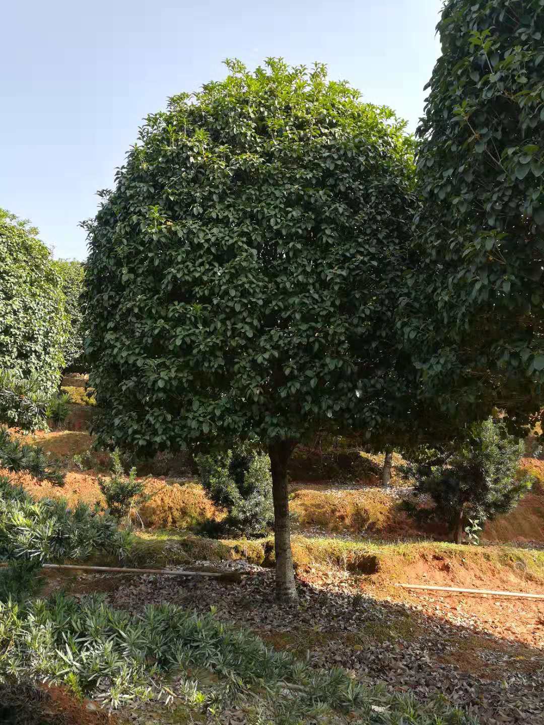 8公分桂花树多少钱一棵(8公分桂花树多少钱一棵苗)