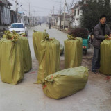 无花果树苗基地 无花果树苗价格报价表