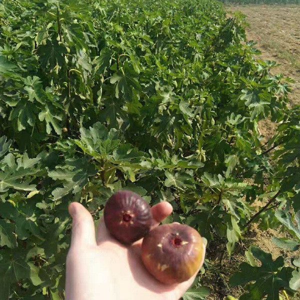 無花果樹苗