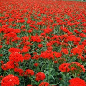 大花剪秋萝种植基地  大花剪秋萝批发价格