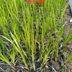 香蒲批发价格青州 营养钵香蒲种植基地