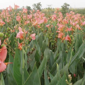 水生美人蕉种植基地   水生美人蕉批发价格