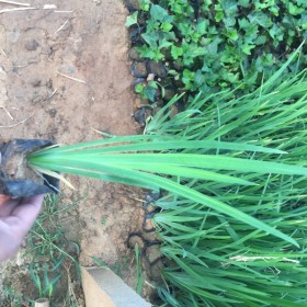 水生鸢尾批发价格  水生鸢尾种植基地