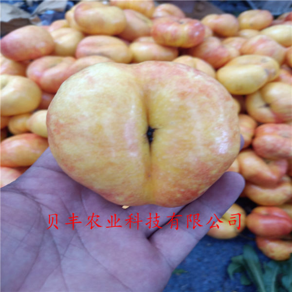 好品种桃树苗