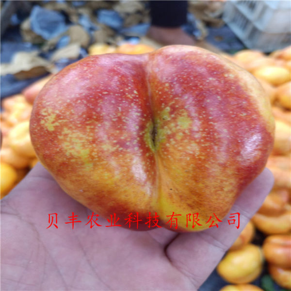 暢銷(xiāo)好品種桃樹(shù)苗