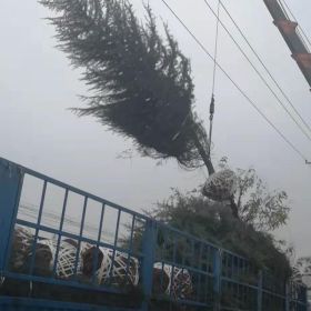 一亩能载多少雪松树？西安大易园林为您解答