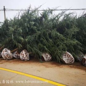 雪松种植有哪些要求？怎么栽植管理