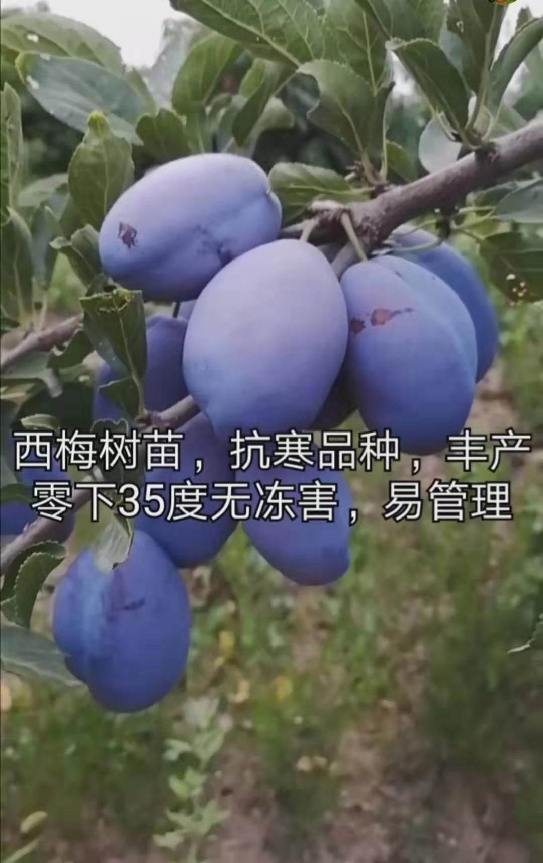 微信图片_20191218191052