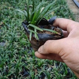 日本矮麦冬种植基地   日本矮麦冬批发价格