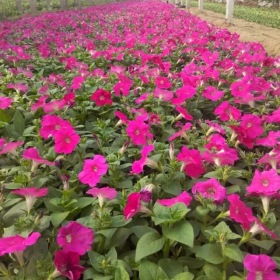 矮牵牛种植基地 矮牵牛批发价格