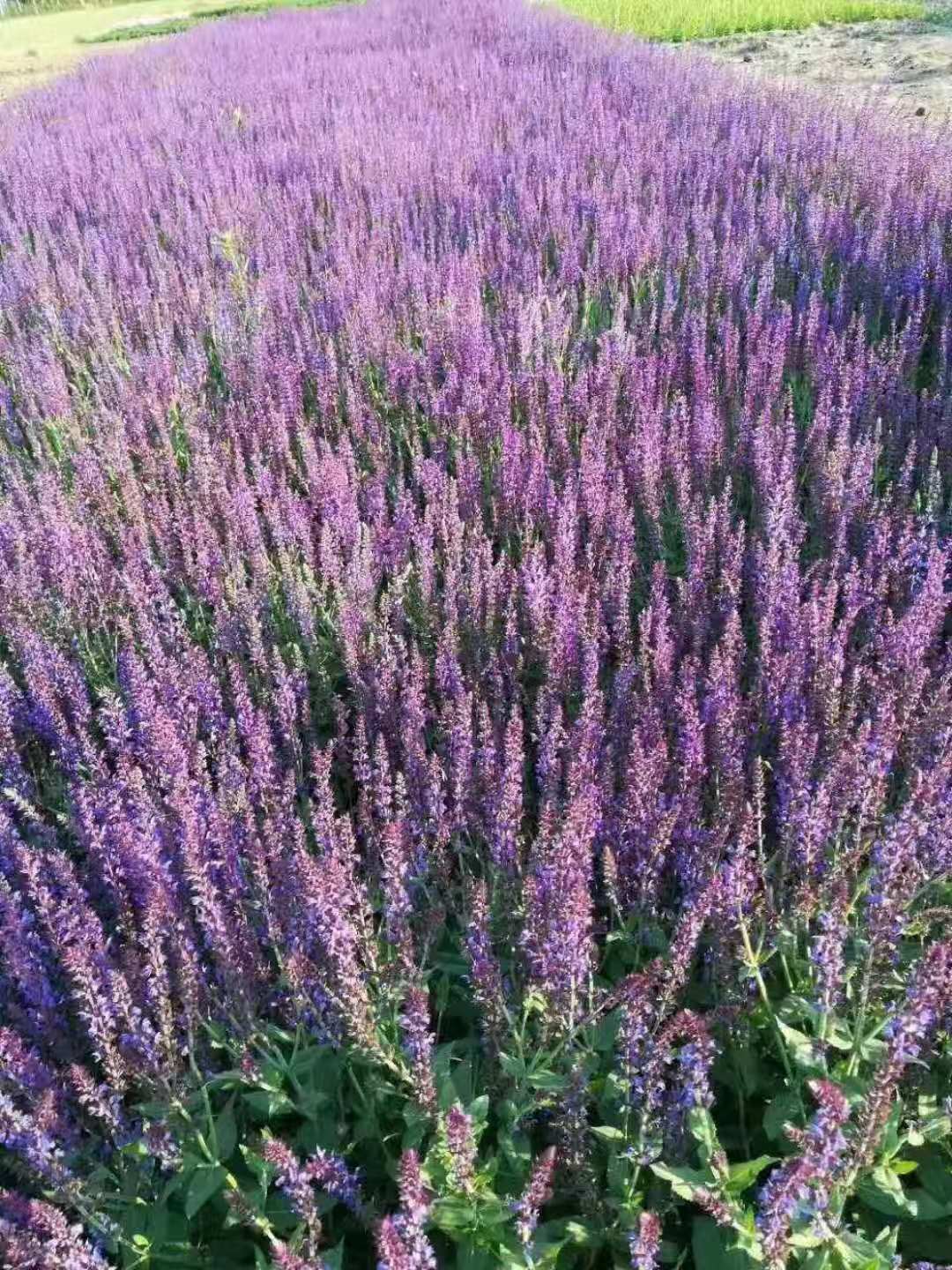 草花鼠尾草 批發價格 藍花鼠尾草種植基地