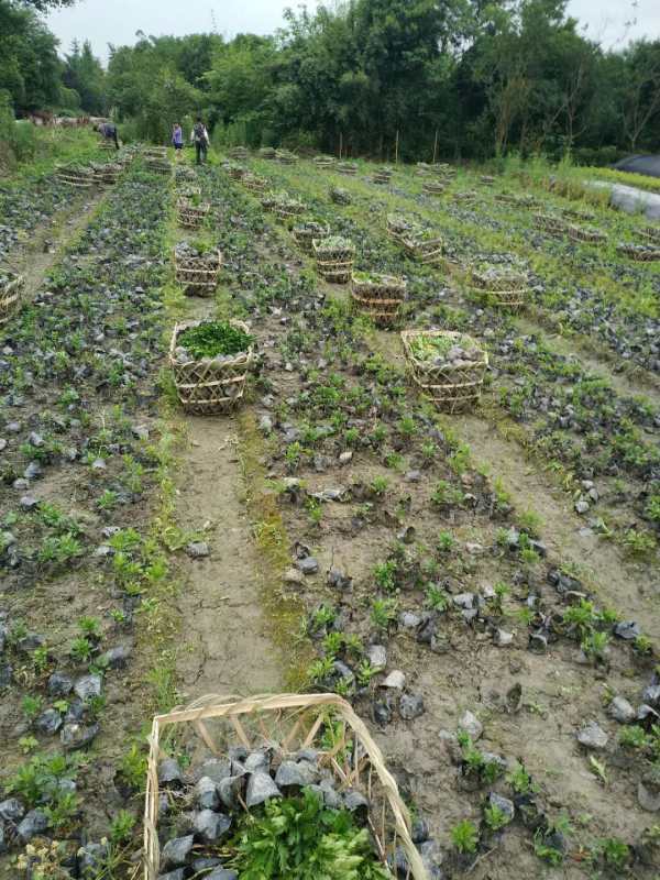 木春菊13杯基地