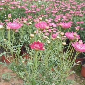 玛格丽特菊青州种植玛格丽特基地批发价格