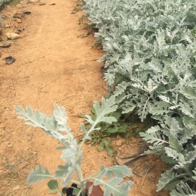 银叶菊批发价格营养钵青州种植基地