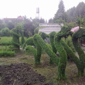 植物界小叶女贞12生肖造型|植物编制的12生肖造型