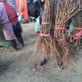 醉美人葡萄苗种植基地、葡萄苗两年苗价格