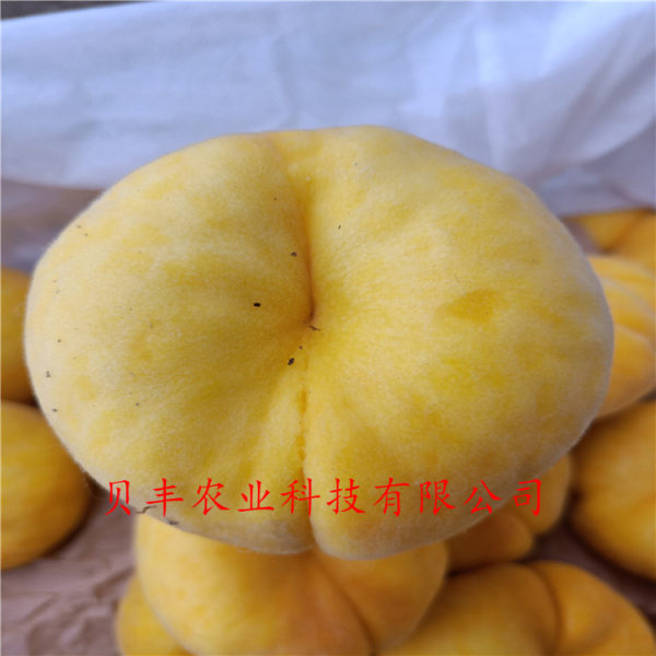 桃樹(shù)苗新品種