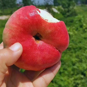 春丽桃苗批发基地 1公分粗春丽桃树苗种植技术 嫁接春丽桃