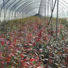 2年蓝莓苗，基地蓝莓苗价格