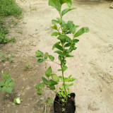 2年蓝莓苗基地，基地蓝莓苗管理技术