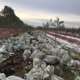 蓝莓苗基地品种齐全，山东蓝莓苗种植技术