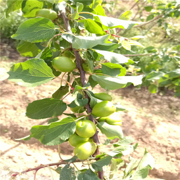 蘋(píng)果樹(shù)苗好品種