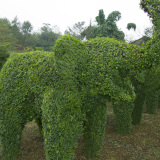 植物造型基地報(bào)價(jià)，郫縣基地小葉女貞動(dòng)物造型怎么賣