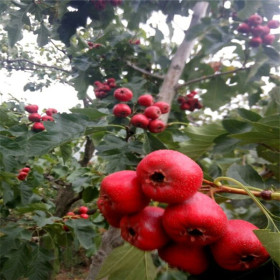 三年大无棱山楂苗，基地批发大无棱山楂苗