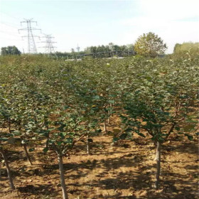 3公分甜山楂樹苗，5年的甜山楂樹苗