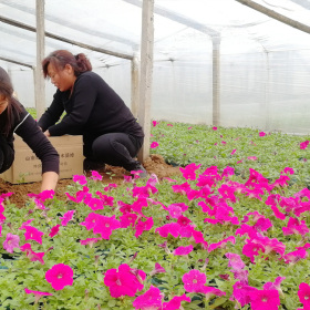 早春园林花苗,春季工程绿化花卉,春天租摆花卉批发