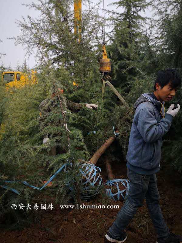 河南省雪松苗哪里